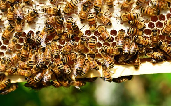 Przejdź do artykułu - Jak zapobiegać zatruciu pszczół podczas wykonywania oprysków