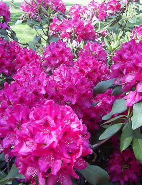 Przejdź do artykułu - różanecznik (rododendron)