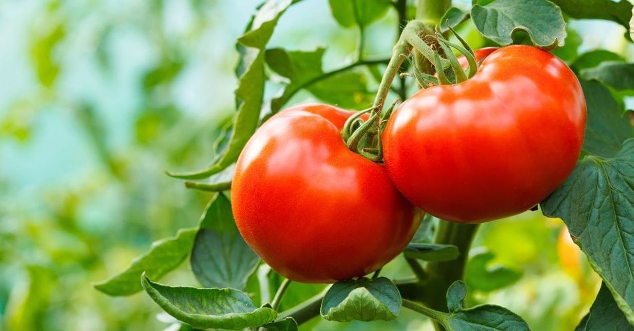 W jaki sposób uprawiać i pielęgnować pomidory?