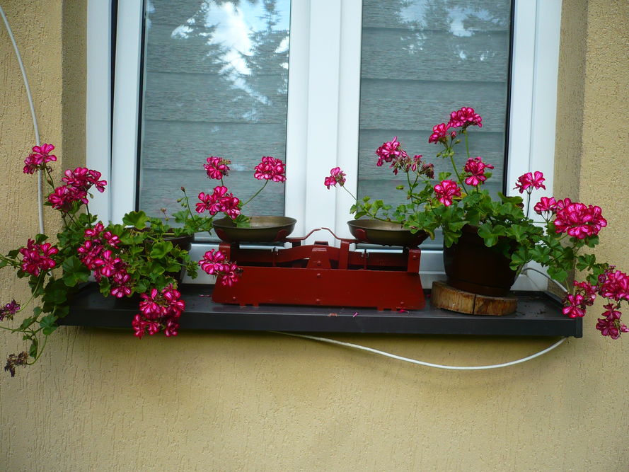 Najpopularniejsze kwiaty balkonowe – 5 długo kwitnących 