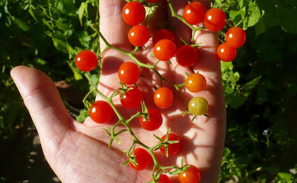 thumb Pomidory doniczkowe - jak nawozić