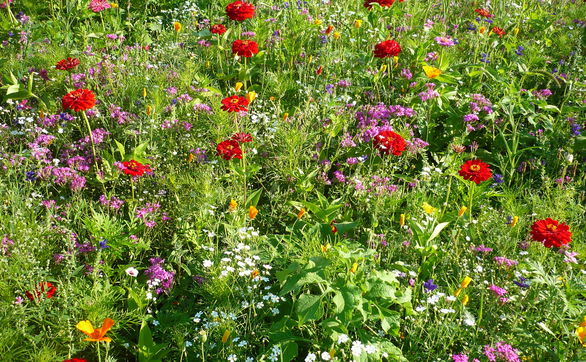 Przejdź do artykułu - Rabata kwiatowa – jak zaplanować i założyć