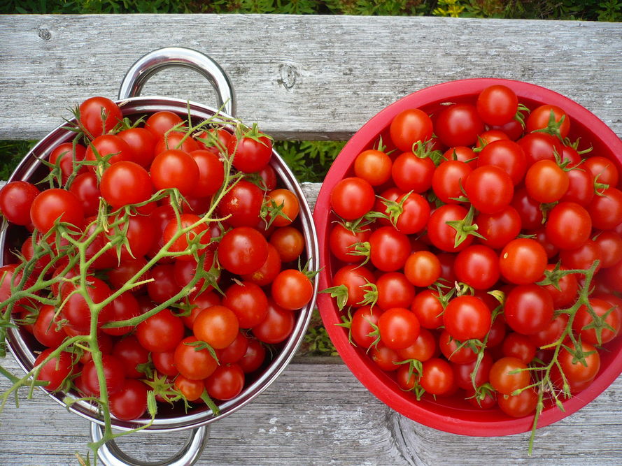 Uprawa pomidorów w szklarni i pod folią