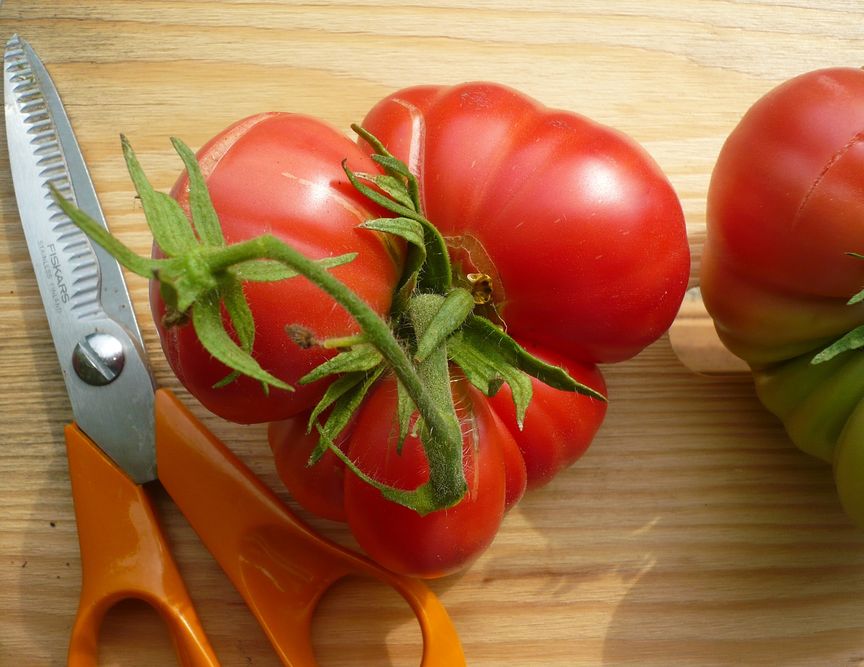 Przelane pomidory – objawy, zapobieganie, jak uratować