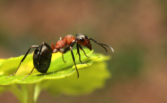 Przejdź do artykułu - mrówki
