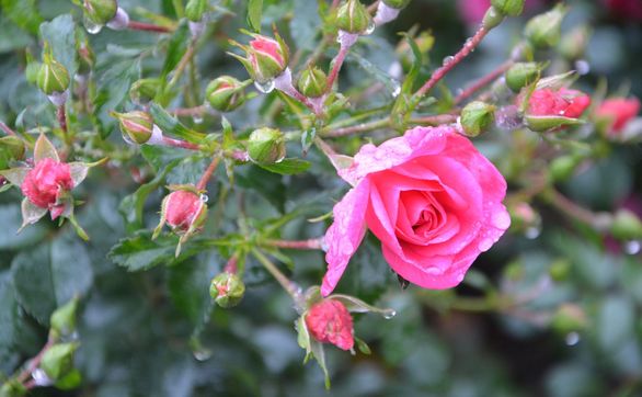 Przejdź do artykułu - W jaki sposób uprawiać i pielęgnować róże pnące