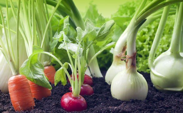 Przejdź do artykułu - Jakie warzywa sadzić obok siebie, sąsiedztwo warzyw