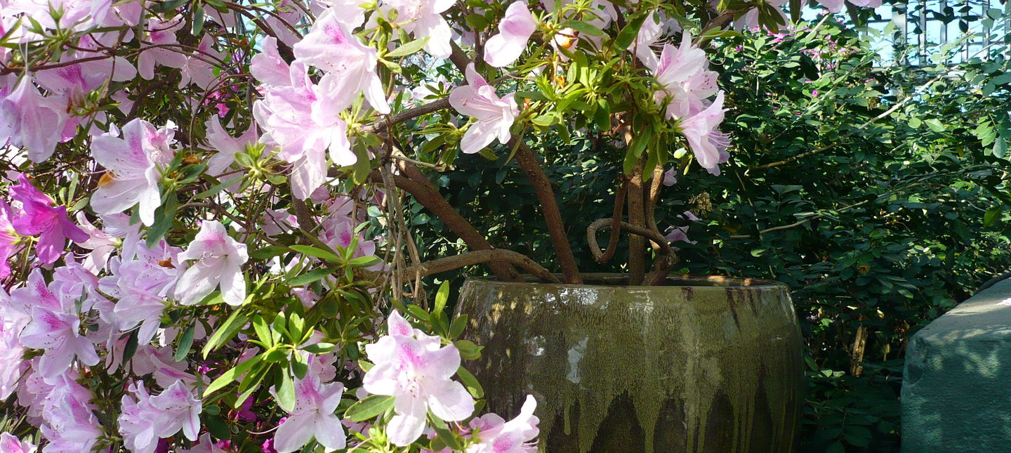Uprawa rododendrona w doniczce – jak pielęgnować