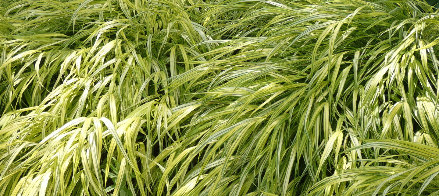 Trawy ozdobne – 5 łatwych w uprawie