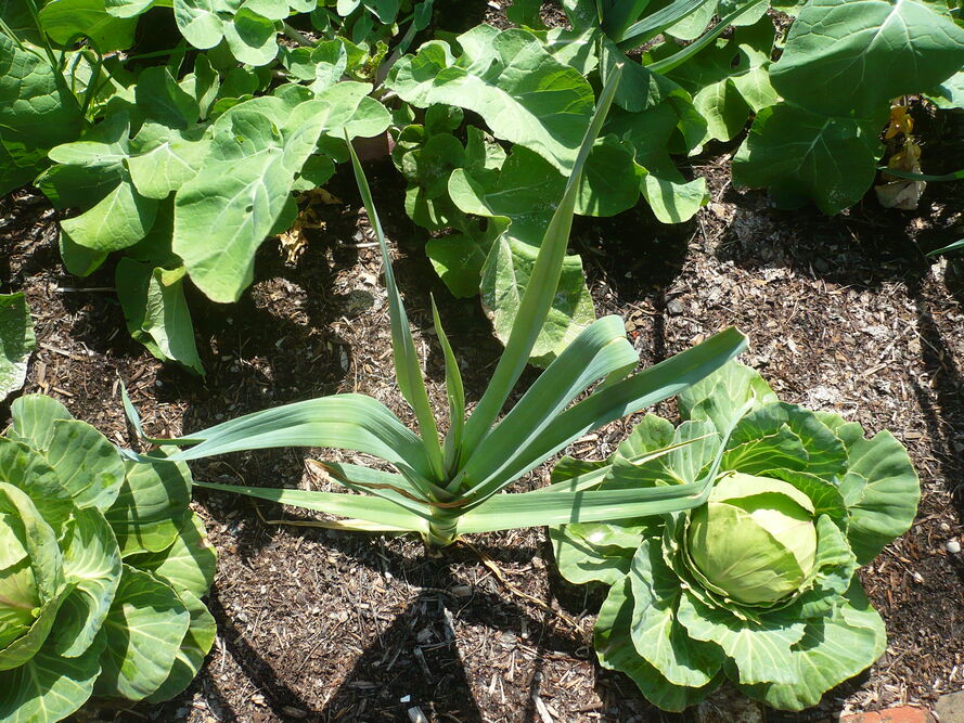 Slow gardening - ogrodnictwo bez presji, czyli jak planować ogród, który nie wymaga codziennej pracy