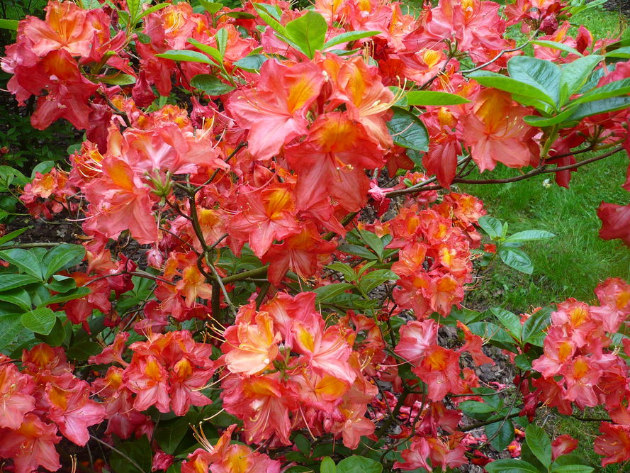 Azalia, rododendron, różanecznik - czym się różnią