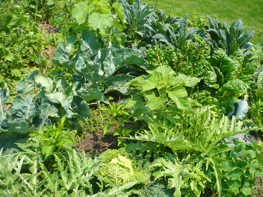 Pchełki ziemne - jak skutecznie zwalczać w ogrodzie