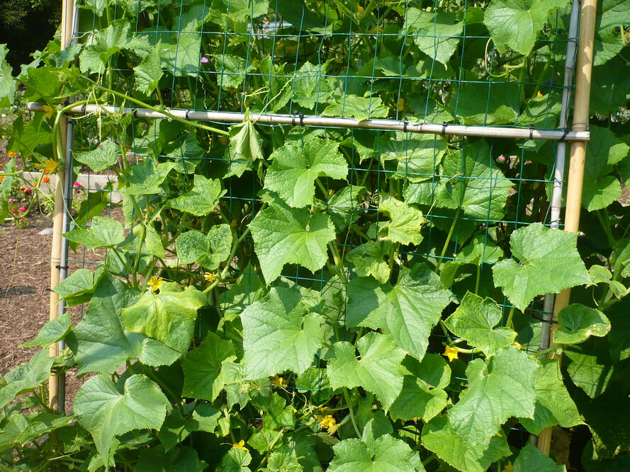 Uprawa ogórków na sznurkach