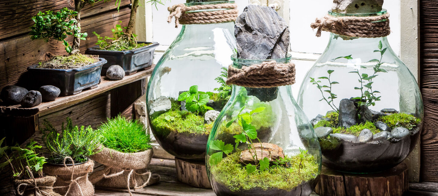 Las w słoiku – terrarium roślinne – dobór roślin, podłoże, podlewanie i pleśń