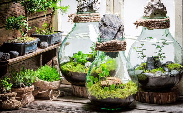thumb Las w słoiku – terrarium roślinne – dobór roślin, podłoże, podlewanie i pleśń
