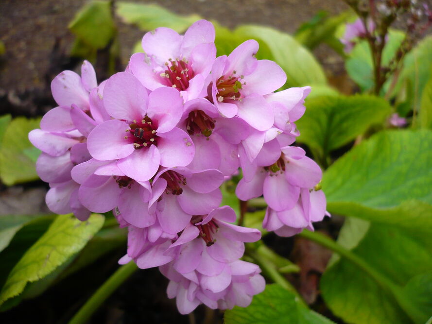 Zioła na północnym balkonie – co realnie rośnie i jak to prowadzić