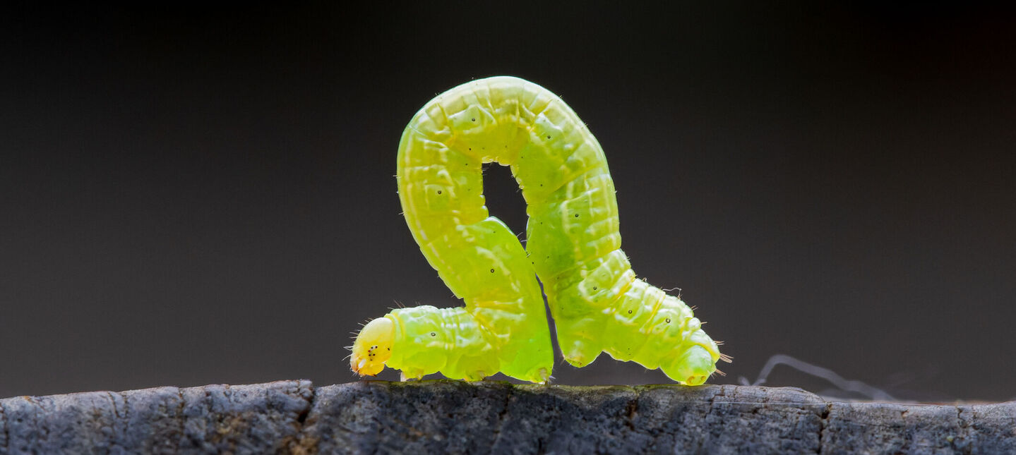 Piędzik przedzimek – jak skutecznie zwalczać w ogrodzie