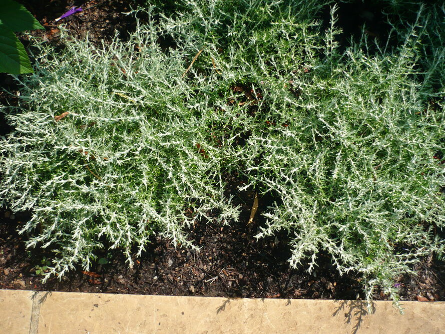 Kocanki włoskie pachnące curry - uprawa i właściwości 