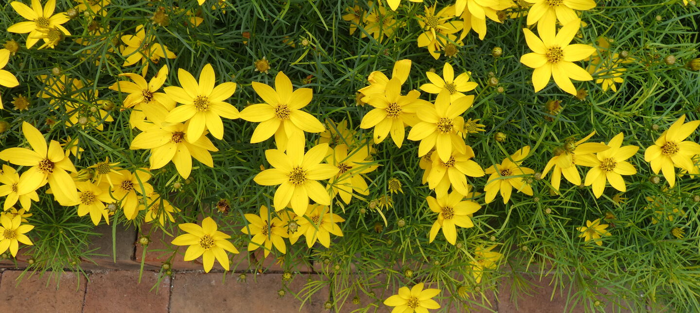 Nachyłek okółkowy – jak uprawiać i pielęgnować