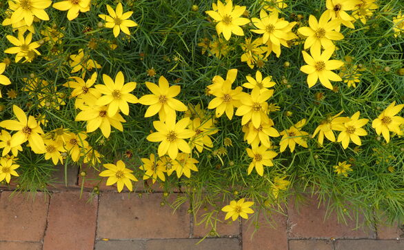 thumb Nachyłek okółkowy – jak uprawiać i pielęgnować