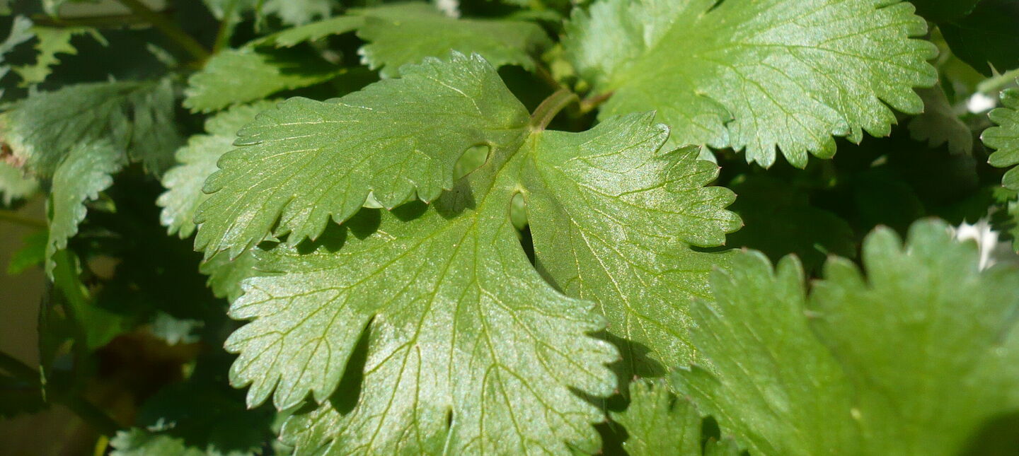 Kolendra – uprawa, pielęgnacja, właściwości