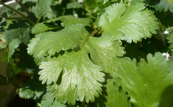 thumb Kolendra – uprawa, pielęgnacja, właściwości