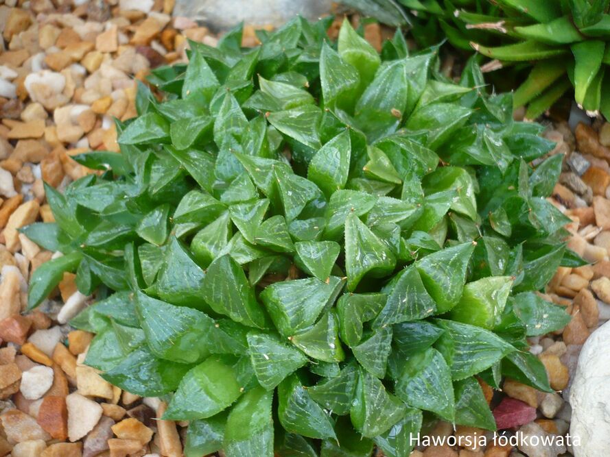 Las w słoiku – terrarium roślinne – dobór roślin, podłoże, podlewanie i pleśń