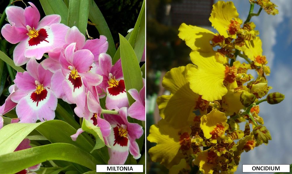 miltonia