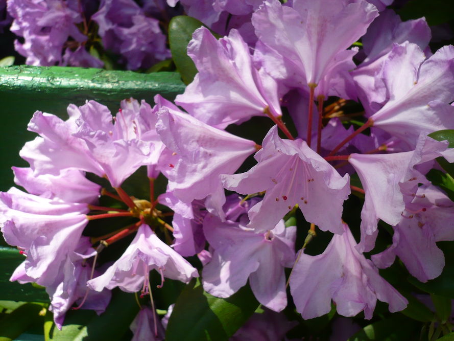 Najpopularniejsze odmiany rododendronów