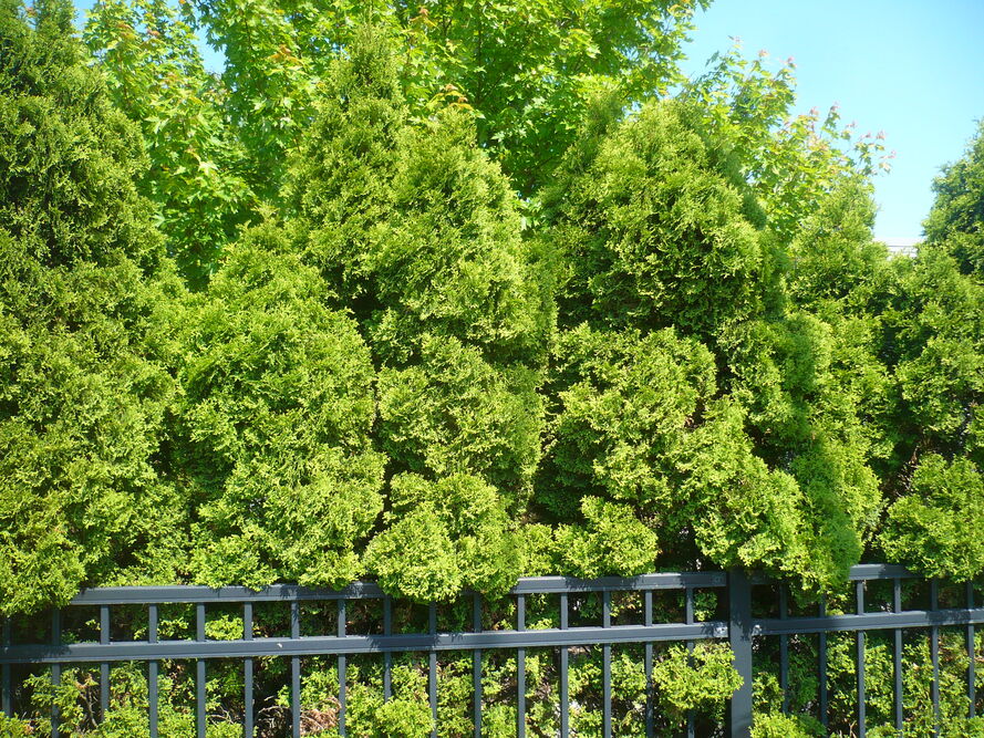 Przycinanie tui – praktyczny poradnik