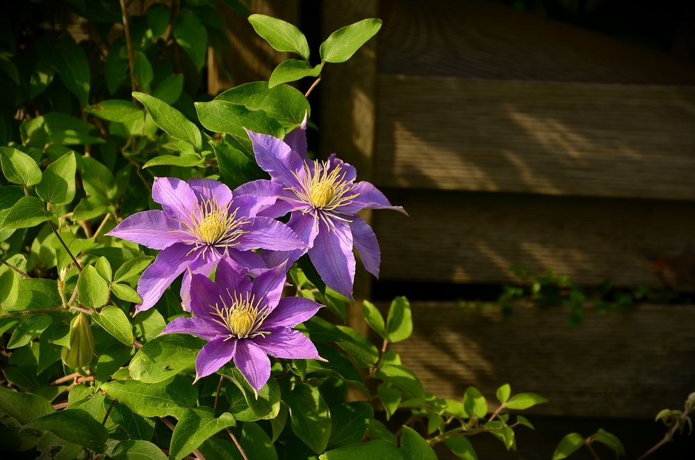 clematis