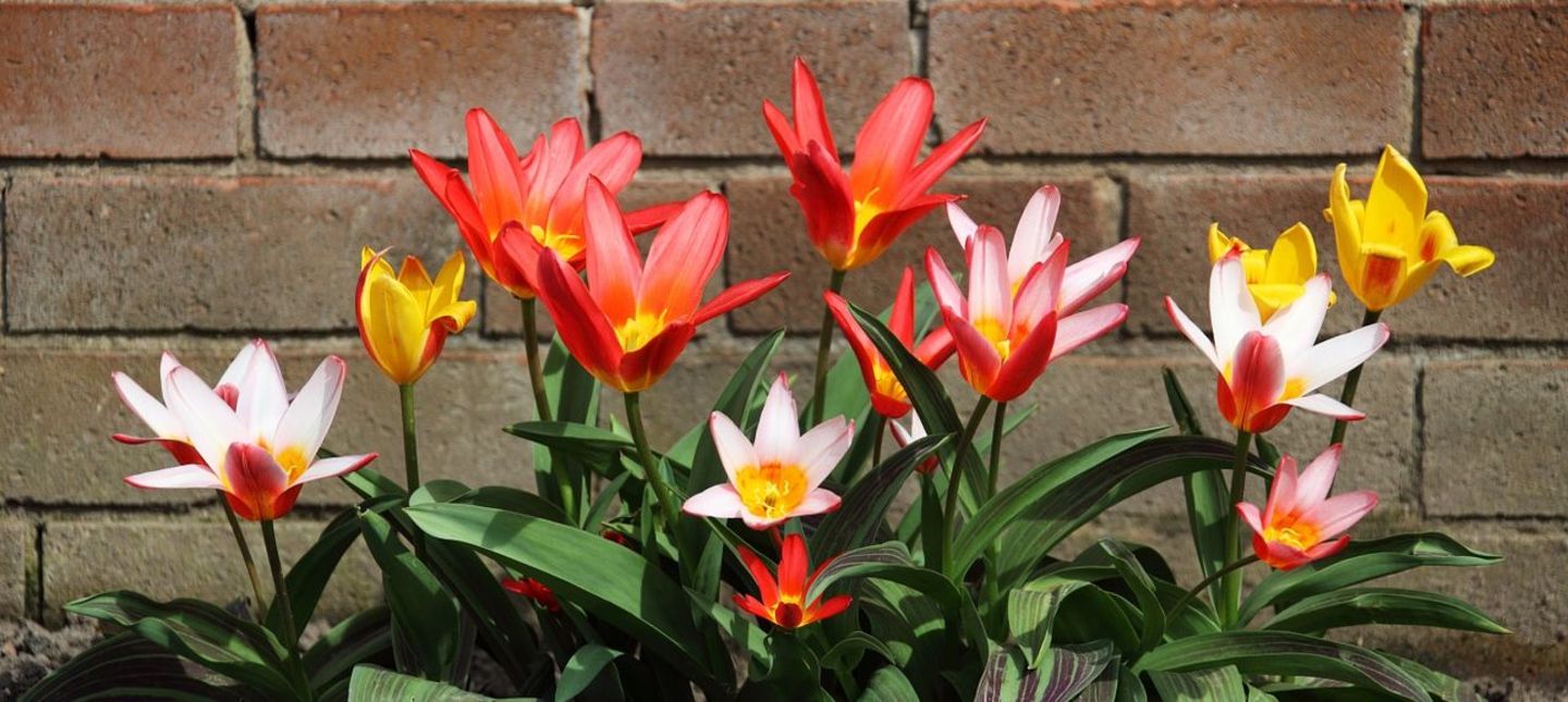 Które gatunki tulipanów nie wymagają corocznego wykopywania?