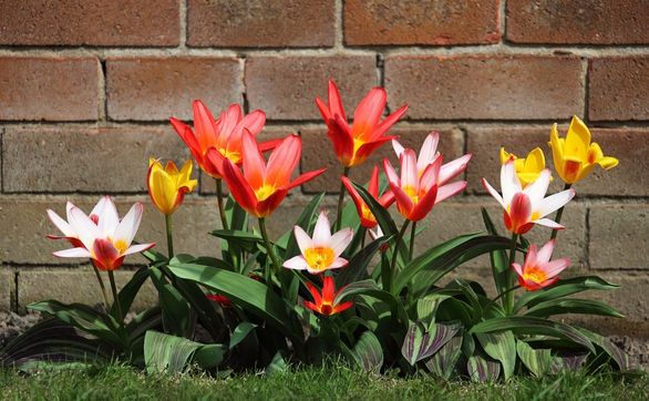 thumb Które gatunki tulipanów nie wymagają corocznego wykopywania