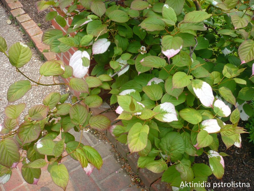 Aktinidia minikiwi – uprawa, pielęgnacja, właściwości