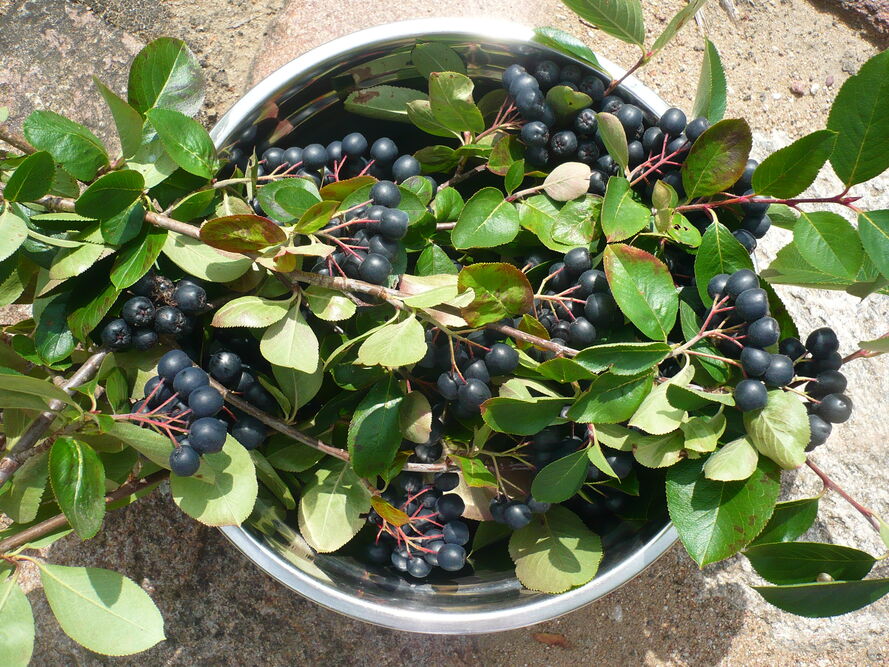 Aronia – uprawa i pielęgnacja