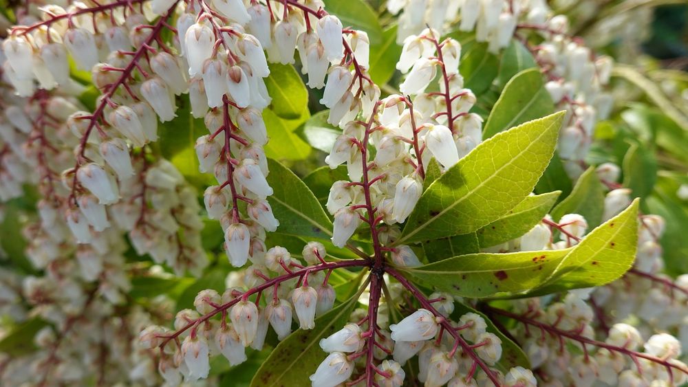 pieris