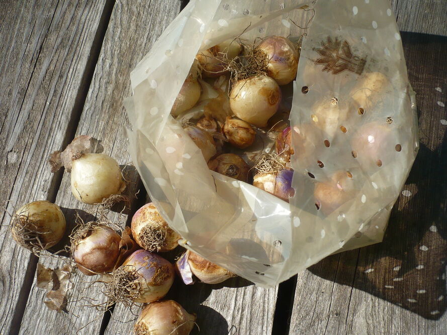 Warstwowe sadzenie cebul kwiatowych w donicy (metoda lasagne) - gotowe układy na cały sezon