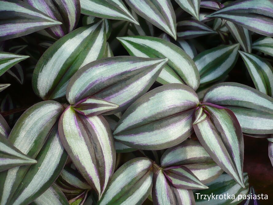 Las w słoiku – terrarium roślinne – dobór roślin, podłoże, podlewanie i pleśń