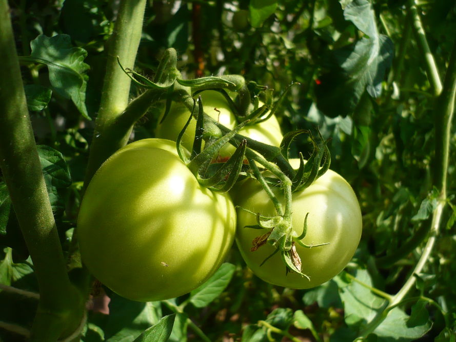Gdy pomidory nie dojrzewają - 6 przyczyn