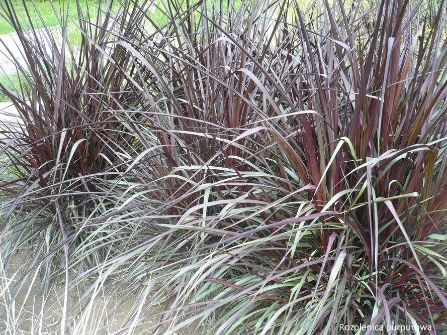 Rozplenice – uprawa, pielęgnacja, gatunki