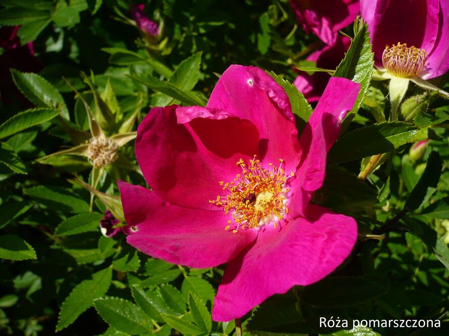 Kwiaty jadalne w ogrodzie - co siać/sadzić i jak zbierać