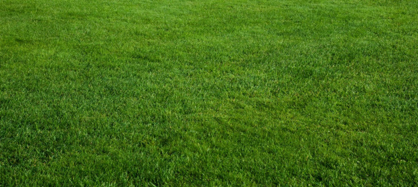 Jakie korzyści są z symbiozy trawnika z mikrokoniczyną?