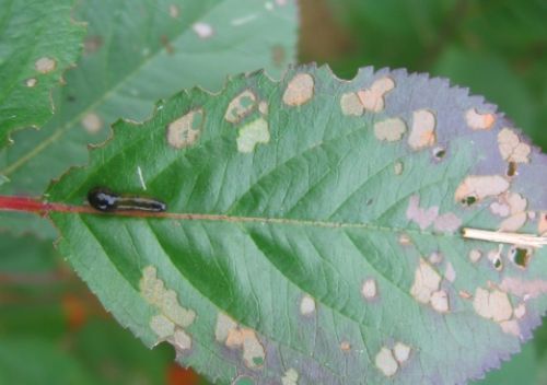 drzewa i krzewy lisciaste aronia sluzownica larwa