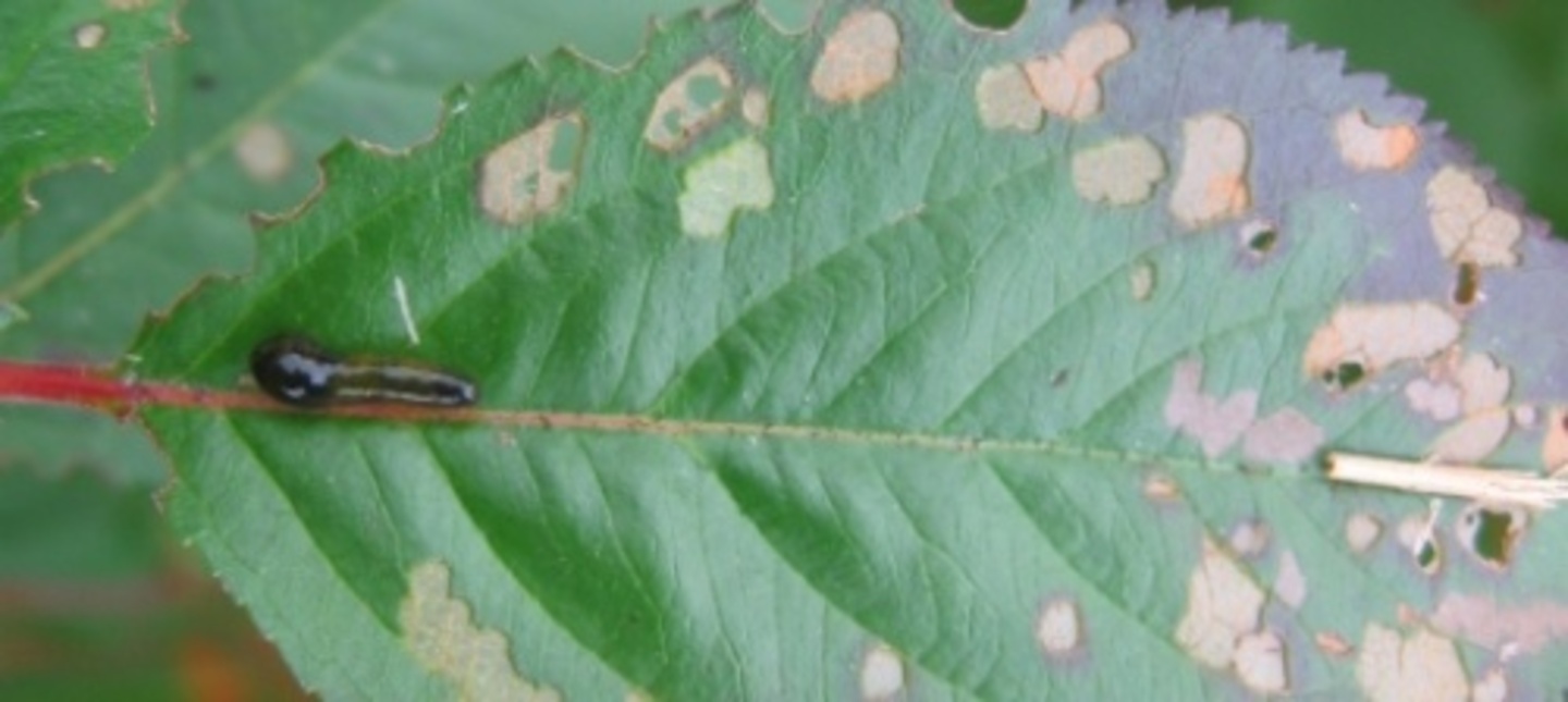 drzewa i krzewy lisciaste aronia sluzownica larwa