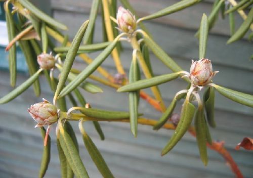 rhododendron phythophthora 1 d