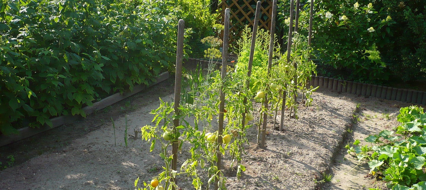 Przelane pomidory – objawy, zapobieganie, jak uratować
