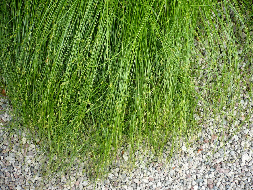 Trawy ozdobne – 5 łatwych w uprawie