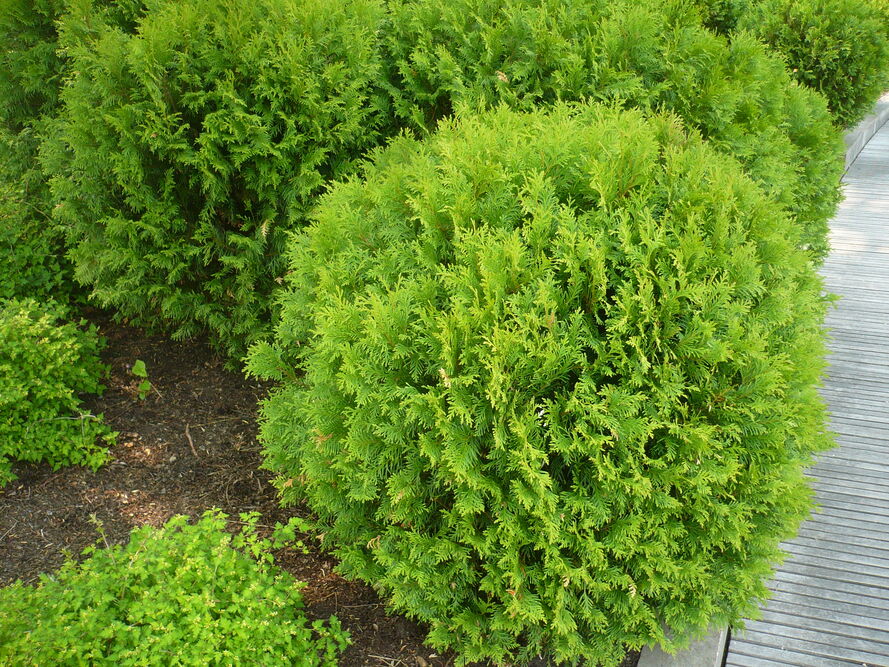 Przycinanie tui – praktyczny poradnik