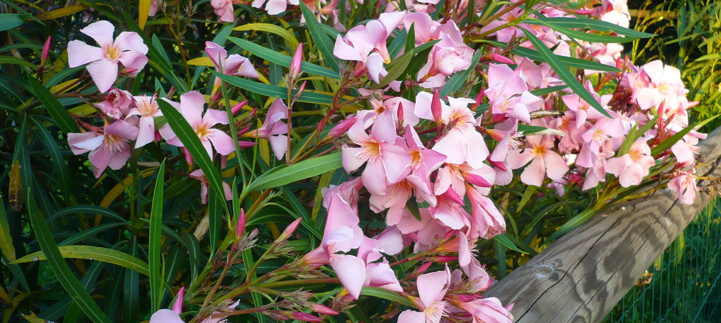 Oleander - ABC uprawy