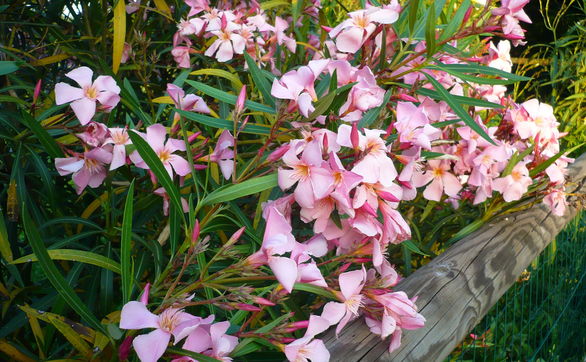 thumb Oleander - ABC uprawy